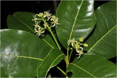 Acronychia pedunculata